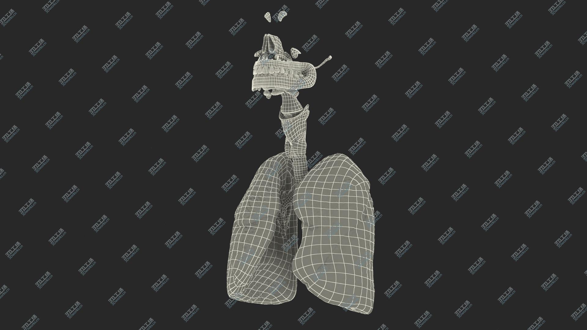 images/goods_img/202105071/3D Human Full Respiratory System/4.jpg